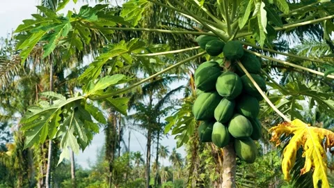 Parallax view of a papaya tree full of fruit on a tropical plantation with palm Stock Footage 317444216