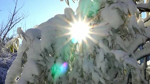 Parallax view of snowy trees Stock Footage 318541315