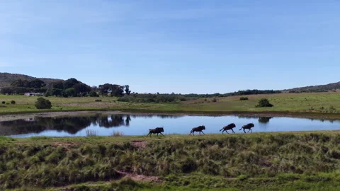 Parallel aerial view of four wildebeest running on dam wall of game farm Видео 332681007