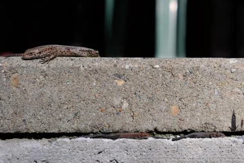 Parallel courses Stock Photos