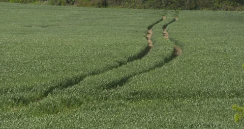 Parallel curved tracks winding through farm field tall wheat grass harvest Vídeo Stock 333336329