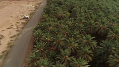 Parallel flight. Date palms, rock, desert. AlUla, Saudi Arabia. Aerial 4K Stock Footage 196827908