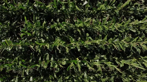 Parallel flight over a cool corn field in mid summer Stock Footage 138342376