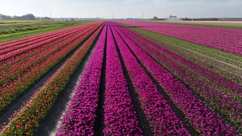 Parallel flight over multicolored tulip rows Stock Footage 335332624