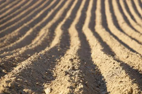 Parallel furrows of a pyramidal shape on a plowed spring field. The appeara.. Stock Photos