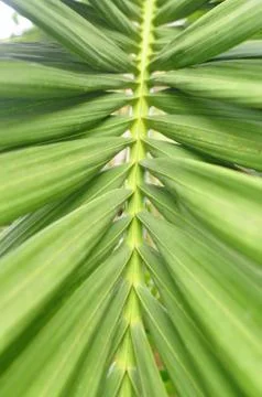 Parallel green palm leaf Stock Photos
