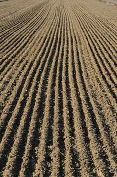 Parallel lines of a cultivated field 스톡 사진