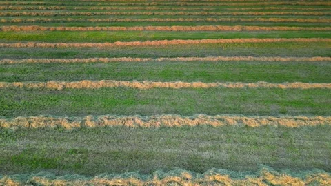 Parallel lines of cut grass slow flyover at golden hour over English Video stock 244188747