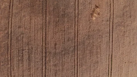 Parallel lines of furrows in ripe wheat field, top down aerial view. Video stock 245660173