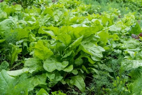 Parallel lines with green and dark red leaves of lettuce, beetroot and radishes Foto stock