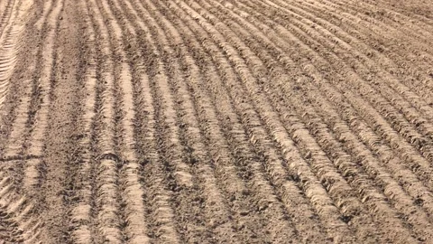 Parallel lines of a plowed and sown field. Agricultural concept. Stock Footage 130047720