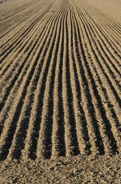 Parallel lines of a sow field Foto stock