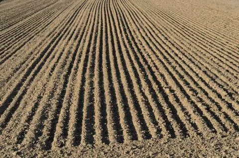 Parallel lines of a sown field 스톡 사진