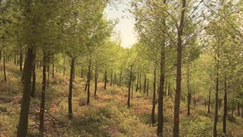 Parallel movement of the camera films a forest of young pine trees. 스톡 동영상 205201612