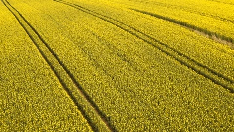 Parallel Pathways in Between the Vast Horizon of Canola Fields 스톡 동영상 112671886