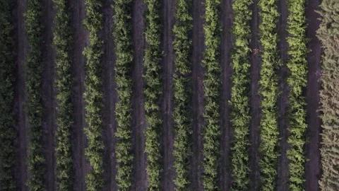 Parallel pattern rows of citrus grove, flyover of fruit agriculture Stock Footage 297248313