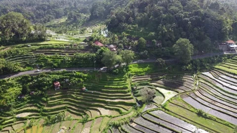 Parallel road rice fields Stockbeeldmateriaal 329880580