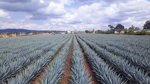 Parallel Rows of Agave Plants For Tequila in Jalisco Mexico 4k Aerial Drone Stock Footage 99602923
