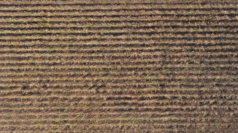 Parallel Rows of Cultivated Farmland from Above Vídeo Stock 328962037