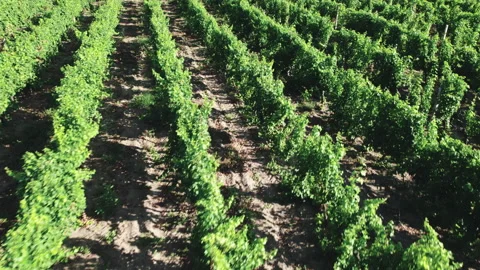 Parallel rows with grape bushes on the farmlands of the winery. Stock Footage 162599723