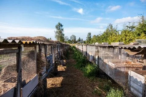 Parallel Rows of Outdoor Rabbit Cages with Metal Roofs and Wire Mesh Stock-Fotos