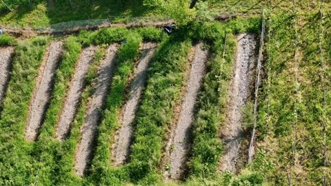 Parallel rows of plants growing in a community garden, separated by gravel .. Stock Footage 311763489