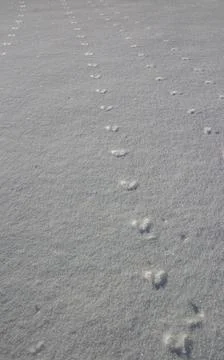 Parallel rows of red squirrel (sciurus vulgaris) tracks on snow surface,Finland 库存照片