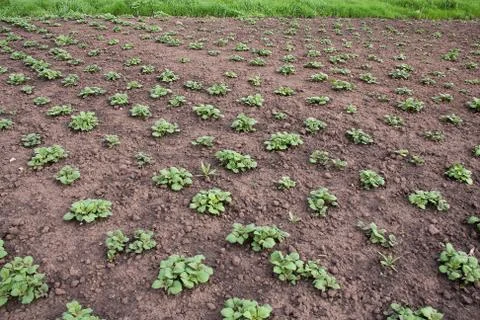 Parallel rows of young Potato plants growth in garden 스톡 사진