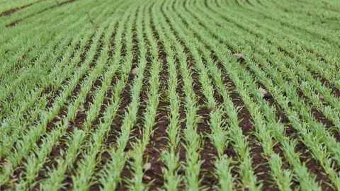 Parallel rows of young wheat plants growing in fertile soil, creating a soothing Video stock 317899293