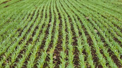 Parallel rows of young wheat plants growing in fertile soil, creating a soothing Stock Photos