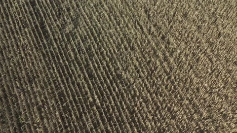 Parallel rows of Zea mays 4K drone footage Stock Footage 220828118