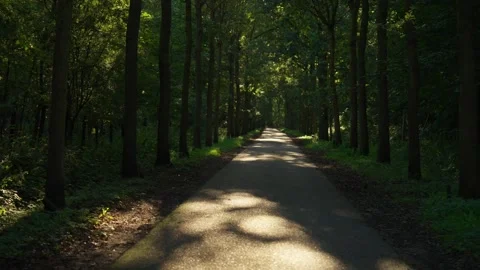 Parallel shot of a small road in a forest during sunset. Stock-Footage 277869426
