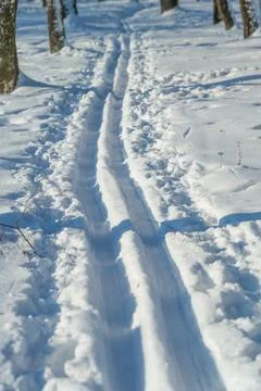 Parallel ski tracks through fresh powder, crisp grooves leading toward woodland, Stockfoto's