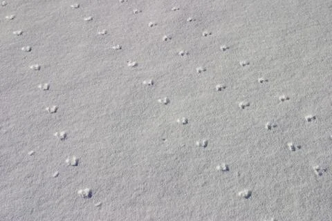 Parallel straight rows of animal tracks on snow surface,Finland Fotos Stock