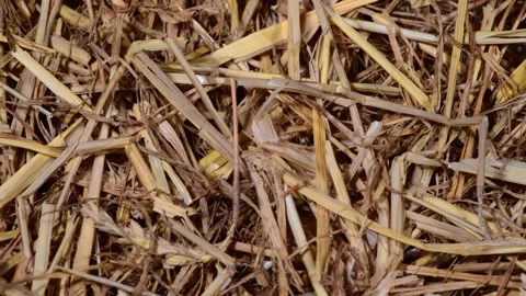 Parallel tracking over a bunch of straw as border Video stock 142216266