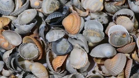Parallel tracking over a heap of seashells Video stock 142088102