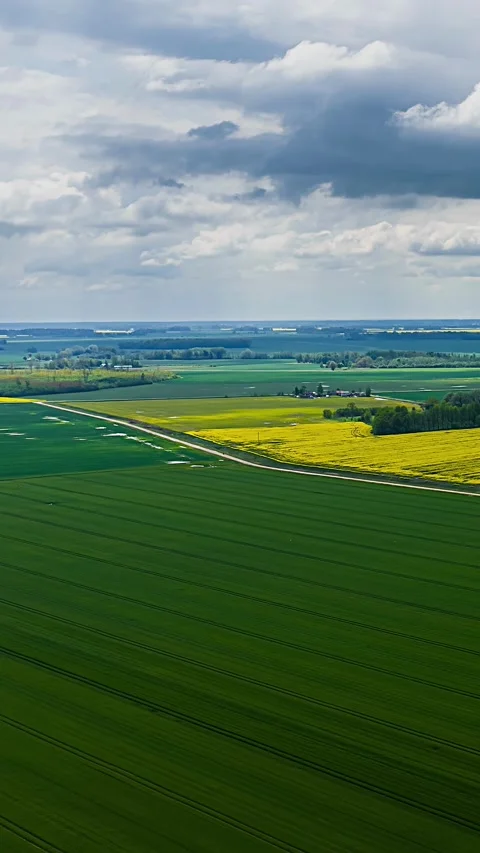 Parallel tracks in green fields beside yellow crops, vertical aerial time lapse Stock Footage 348795544
