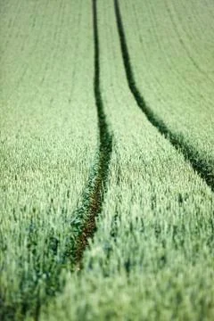 Parallel tracks running through field Foto stock