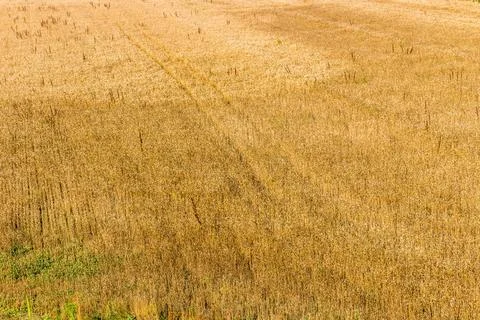 Parallel tracks in a wheat field parallel tracks left by the tires of agri... Stockfoto's
