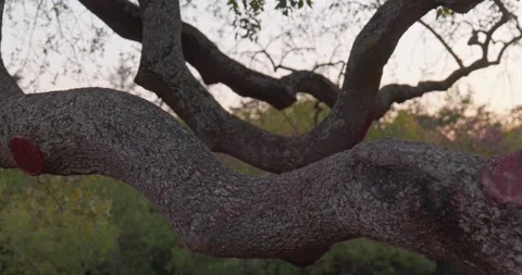 Parallel Tree Branches Forming Natural Patterns in the Forest Stock-Footage 319842233