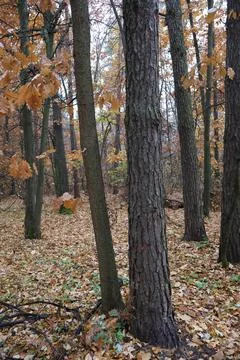 Parallel tree trunks rising towards sky in autumn forest Stock Photos