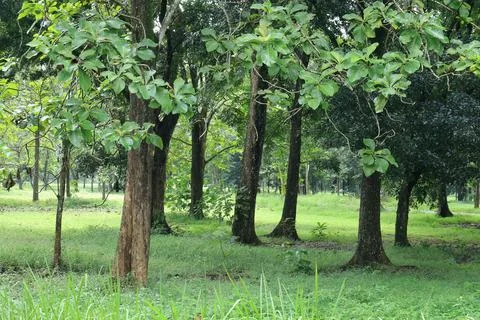 Parallel Trunks Form Natural Rhythm. Fotos Stock