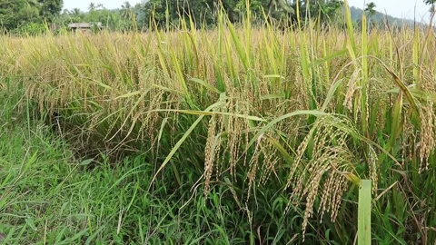 Parallel view of ripened and bend paddy pods in paddy field Stock Footage 151175310