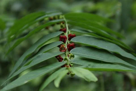 Parallel view of a Star Gooseberry leaf with reddish flowers from leaf end Stockfoto's
