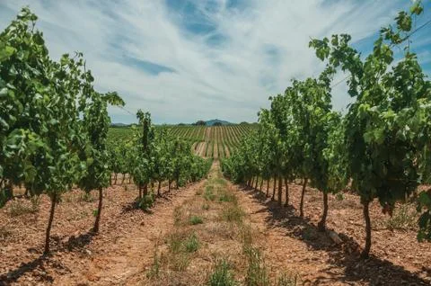 Parallel vines going up the hill in a vineyard near Estremoz Stock Photos