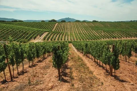 Parallel vines going up the hill in a vineyard near Estremoz Stock Photos