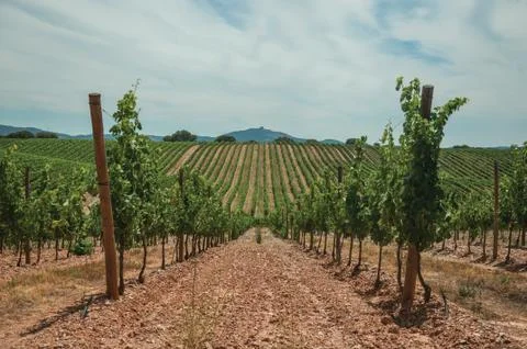 Parallel vines going up the hill in a vineyard near Estremoz Stock Photos