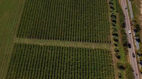 Parallel vineyard rows stretch across green farmland, white car travels along Stock Footage 345856650