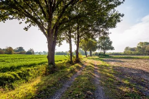 Parallel wheel tracks on a sandy path in an agricultural landscape in autumn  Fotos Stock