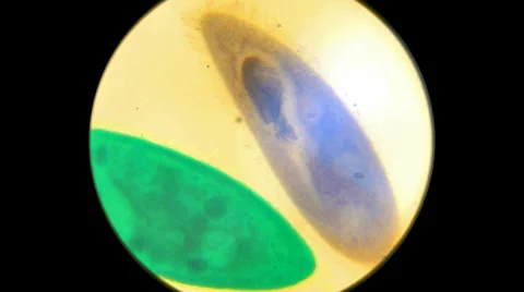 Paramecium 2000x Stock Footage 39809320